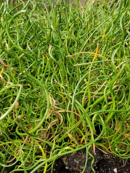 Grass Juncus 'Big Twister' New 2022